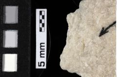 Foto (Detailansicht) von Gastrosacus sp. (NHMW-GEO-1990-0041-0210)